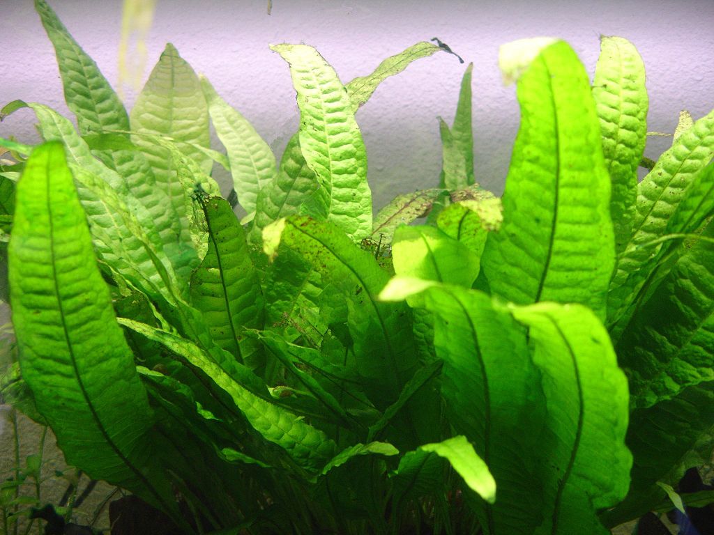 Akvárium növények és gondozásuk, Plantae - Polypodiaceae - Microsorum pteropus Date: 2006-02-02 Source : Taken by User:Pinpin