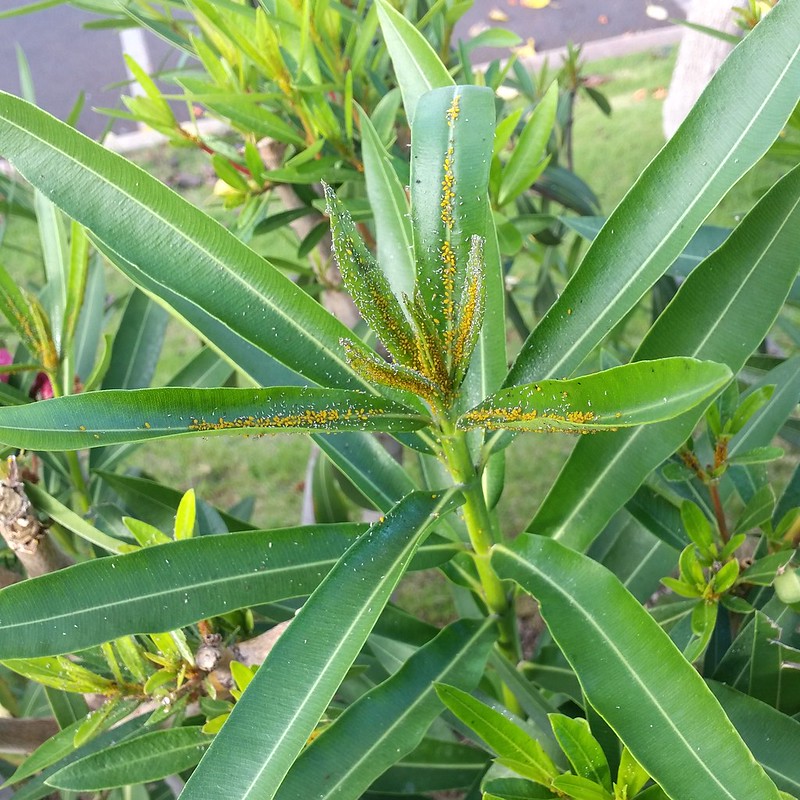 Hogyan erősítsük meg a leander szerkezetét? Hogyan kezeljük a bakteriális, gombás fertőzéseket? Leander betegségek kezelése házilag. Oleander aphids (Aphis nerii) on oleander (Nerium oleander) Photograph by Riten Gosai