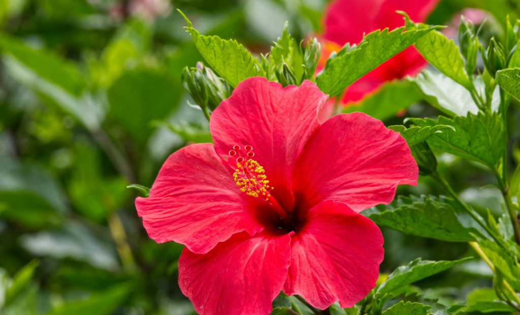 Mocsári hibiszkusz
