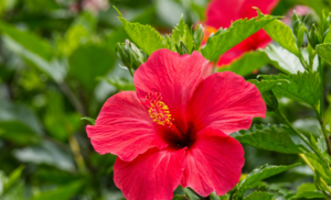 Mocsári hibiszkusz