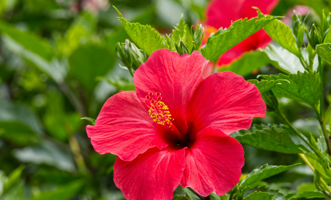 Mocsári hibiszkusz