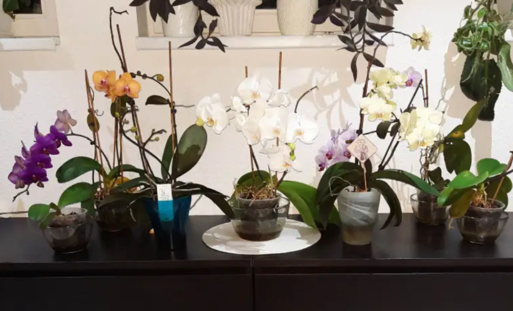 orchidea teleltetése