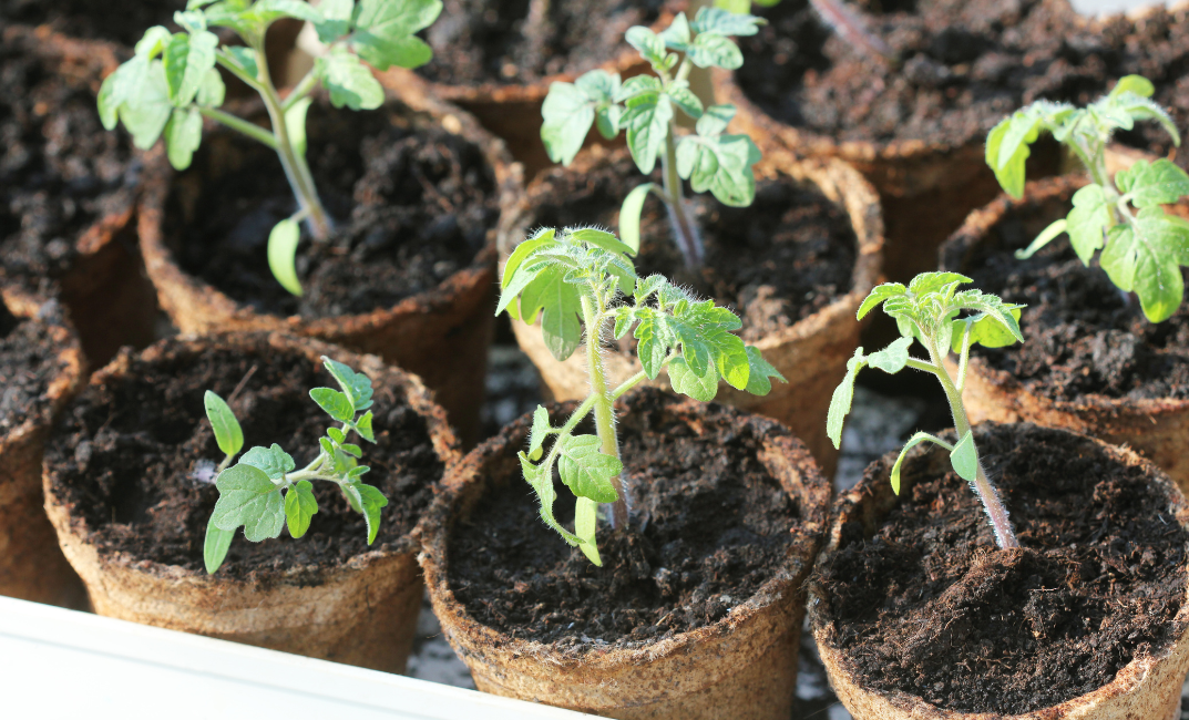 Palántanevelés januárban