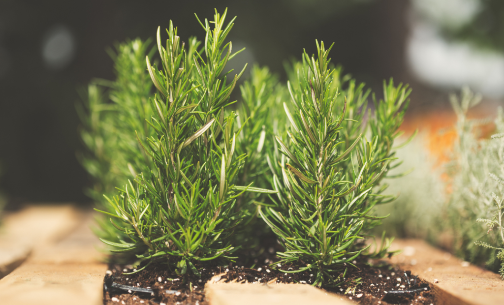 Rozmaring gondozása